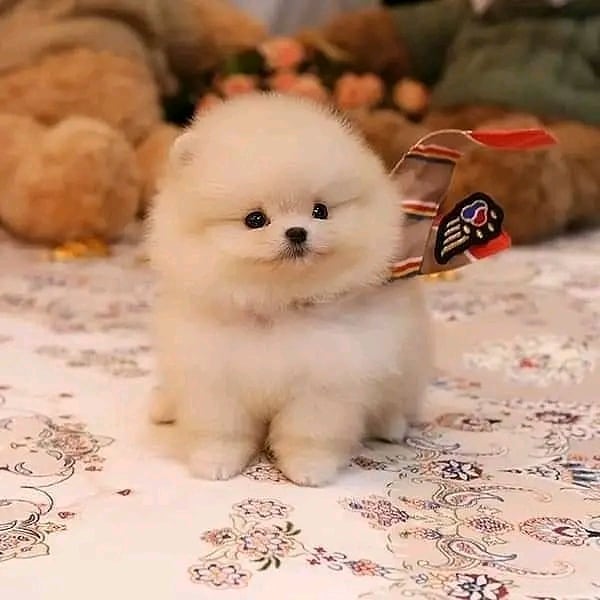 pomeranian puppies for sale Animals 3