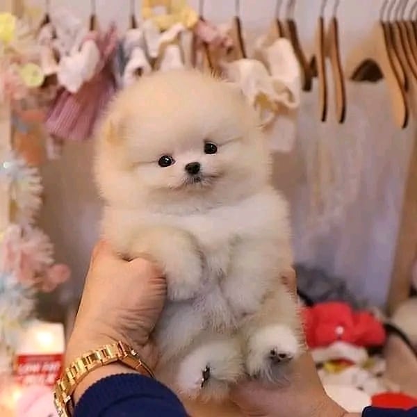 pomeranian puppies for sale Animals 4