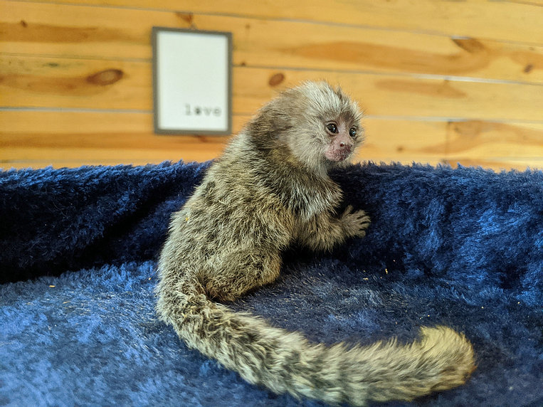 pygmy marmoset monkeys for sale