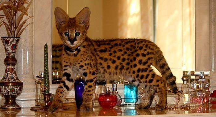 savannah kittens savannah kittens Animals