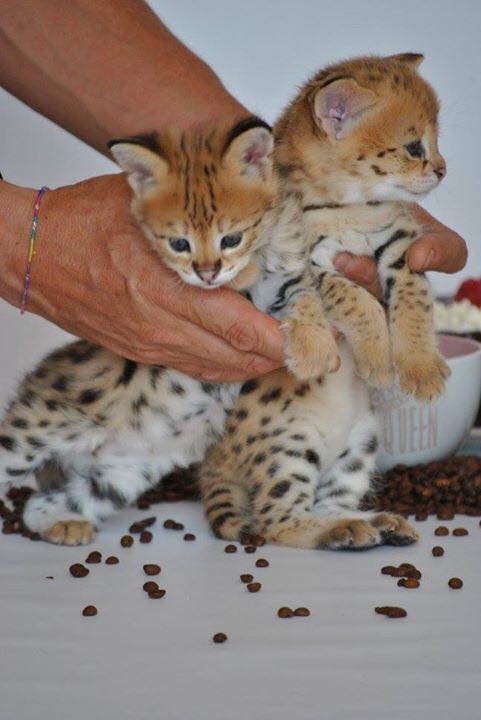 savannah kittens 2 savannah kittens Animals 2