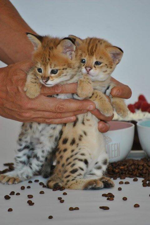 savannah kittens 3 savannah kittens Animals 3