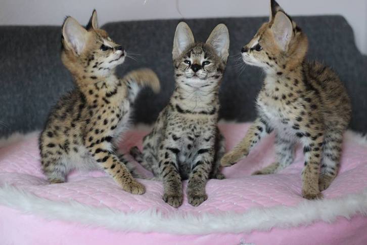 savannah kittens 4 savannah kittens Animals 4