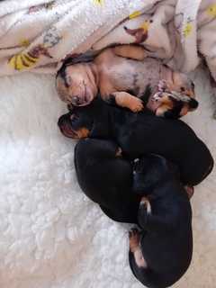 We are proud to offer a beautiful litter of Cocker Spaniel puppies, now completely ready to leave f