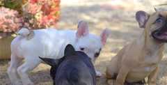 Exceptional KC Registered French Bulldog Puppies seeking their forever sofa! We are thrilled to off