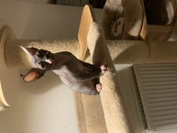 Bambino and Sphynx kittens 