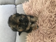 Beautiful German shepherd puppy for sale 