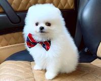 Beautiful Pomeranian puppies for good home