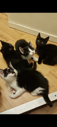 Beautiful kittens for sale 