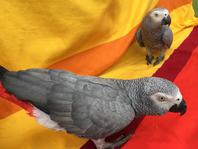 DNA tested male and female African Grey Parrots 