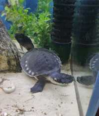 Fly River Turtles For Sale In Uk