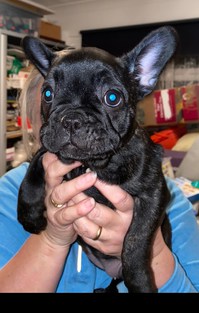 French Bulldog Puppies Girls Female