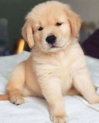 This is her first litter and she has been outstanding. She's the sweetest of girls who loves no