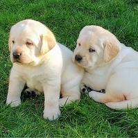 Golden Retriever puppies 