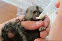 These marmoset monkey are hand raised, well tamed, very playful, toilet trained and very friendly. 