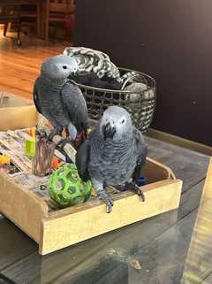 Hello everyone we've African grey parrots for adoption. Contact us through WhatsApp if interest