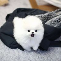 Healthy Teacup Pomeranian Puppies for sale