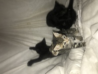 Kittens for sale