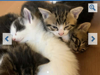 Kittens for sale Wakefield 