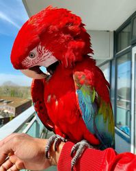 Macaws available 