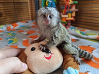 Marmoset Finger monkey for sale