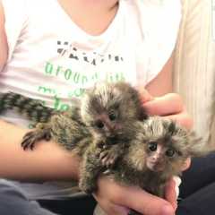 I have male and female Marmoset monkeys available. These monkeys are vet checked and shall be comin
