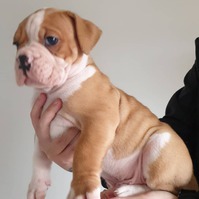 Old tyme bulldog puppies for sale