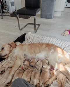 We have for sale 4 beautiful Golden Retriever puppies. The mother had 4 pups. 1 Girl and 3 boys.<b