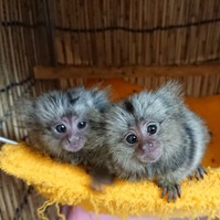Pygmy  Marmoset Monkeys for sale ..WhatsApp::+447418365732