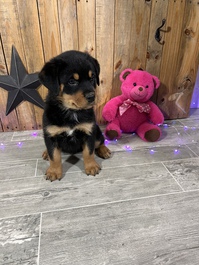 Rottweiler puppies for new homes