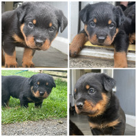 Rottweiler puppy’s for sale