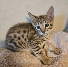 Exceptional Savannah F1 kittens for adoption whatsapp +44 7789 201064<br><br>We are dedicated bre