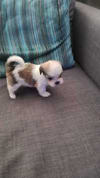 Selling KC registered Lhasa Apso puppies 