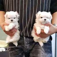 Snow White TeaCup Maltese puppies Boys and Girls 