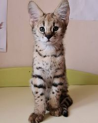 Stunning F1 - F3 savannah kittens Available. 