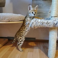 Stunning F1 - F3 savannah kittens Available. 