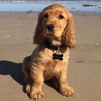 Stunning cocker spaniel puppies for sale 