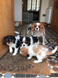 Super Gorgeous cavalier king charle ready now 