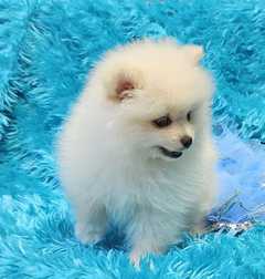  Pomeranian puppy are adorable mini bursts of happiness, full of personality, playful energy, and a