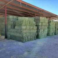 Timothy,Orchard and Alfalfa hay mixed grass