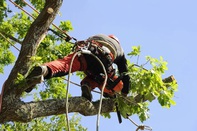 Tree Surgeon Sunderland