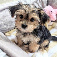 U.K.C MALE AND FEMALE Morkie PUPPIES AVAILABLE