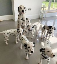 Wonderful Dalmatian puppies for sale