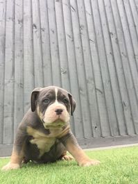 Xl American bully pups 