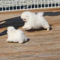 pomeranian puppies for sale