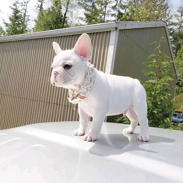 tyme french bulldog puppies for sale Animals